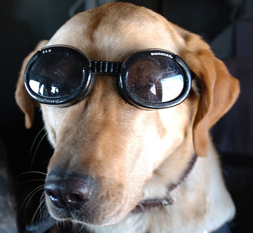 Eddie,  Canine Hero (Photo by Spc. Daniel Bearl, US Army).jpg
