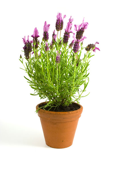 Lavender.jpg