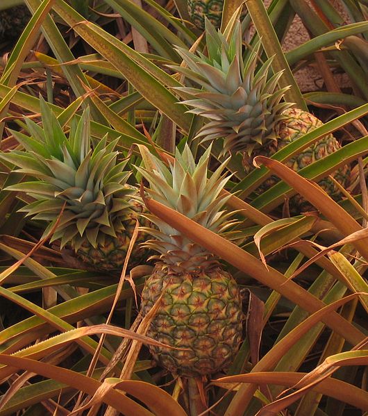 Pineapple.jpg