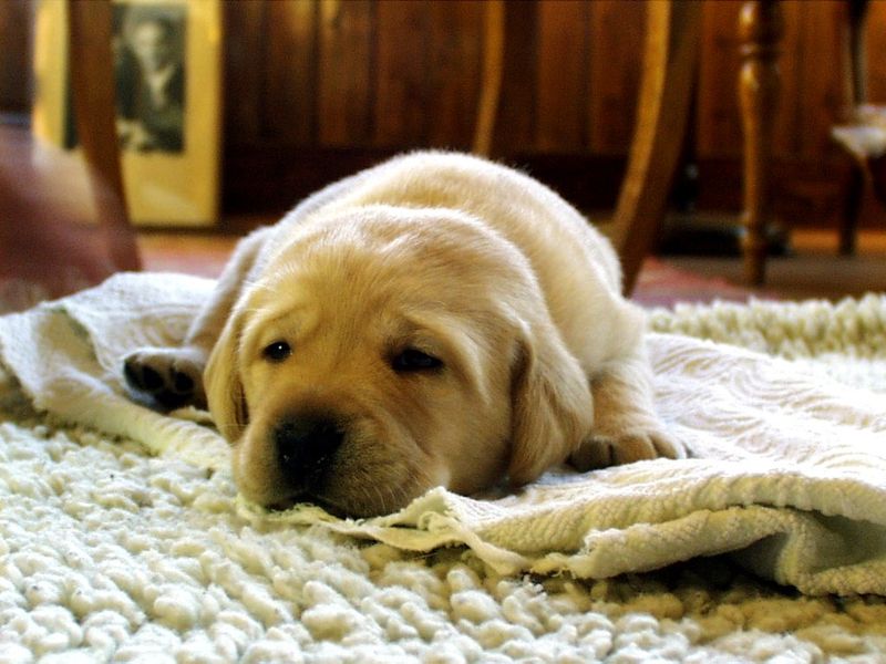 Puppy.jpg