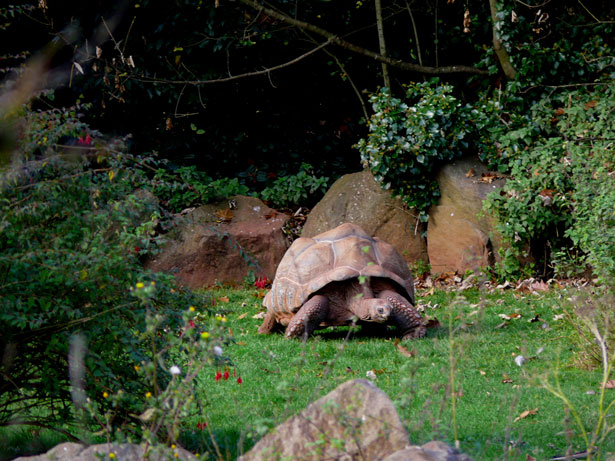Turtle.jpg